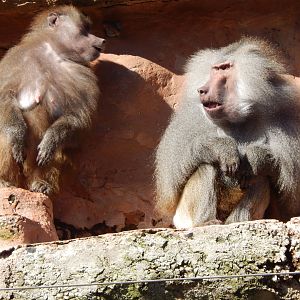 Hamadryas baboons 240222