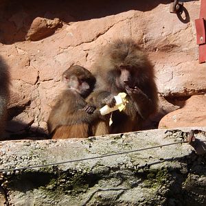 Hamadryas baboons 240222