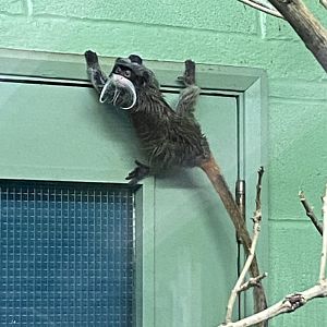 Monkey Heights - Bearded emperor tamarin 240222
