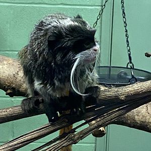 Monkey Heights - Bearded emperor tamarin 240222