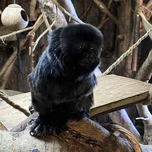 Monkey Heights - Goeldi's monkey 240222