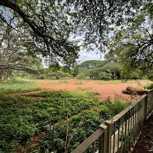 Southern White Rhinoceros and Exhibit (Ceratotherium simum)