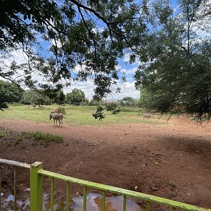 White Rhinoceros and Burchell's Zebra Exhibit (Ceratotherium simum, Equus burchellii)