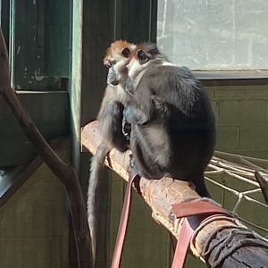 Monkey Heights - Cherry-crowned mangabeys 240222