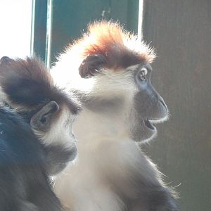 Monkey Heights - Cherry-crowned mangabey 240222