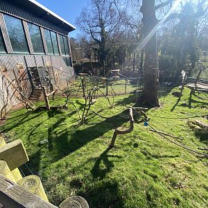 Monkey Heights - King colobus exhibit 240222