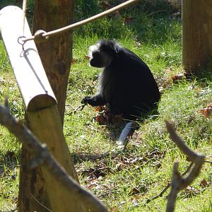 Monkey Heights - King colobus 240222