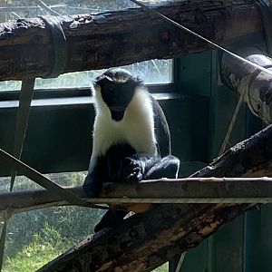 Monkey Heights - Diana monkey 240222