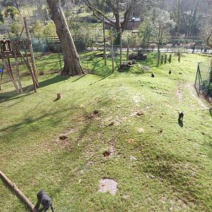 Monkey Heights - Sulawesi crested macaque exhibit 240222