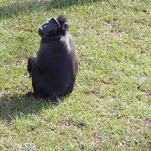 Monkey Heights - Sulawesi crested macaque 240222