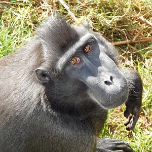 Monkey Heights - Sulawesi crested macaque 240222