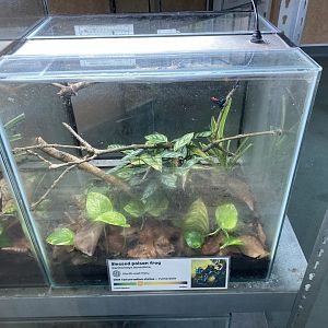 Amphibian Ark - Blessed poison frog tank 240222