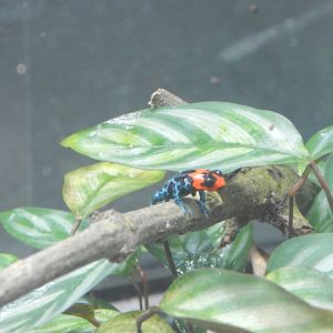 Amphibian Ark - Blessed poison frog 240222