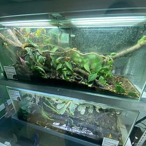 Amphibian Ark exhibits 240222