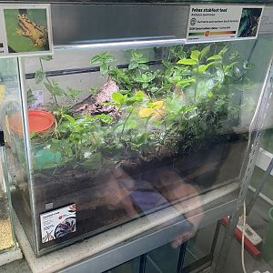 Amphibian Ark - Coconut crab exhibit 240222