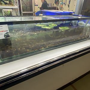 Amphibian Ark - Lake Titicaca frog tank 240222