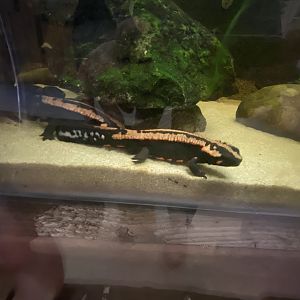 Amphibian Ark - Laos warty newt 240222