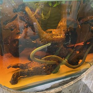 Amphibian Ark - Rio Cauca caecilian exhibit 240222