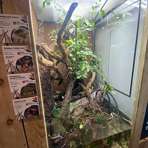Mixed invertebrate exhibit 240222