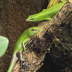 Emerald skink 240222