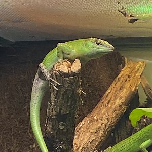 Emerald skink 240222