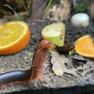 Pink toe millipede 240222
