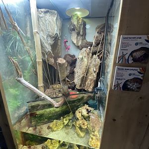 Land hermit crab and Upside down jellyfish exhibit 240222