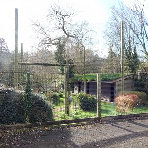 Marabou aviary 240222