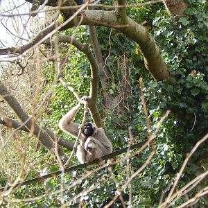 Pileated gibbon 240222