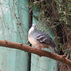 Luzon bleeding-heart 240222