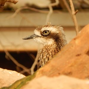 Desert House - Bush thick-knee 240222