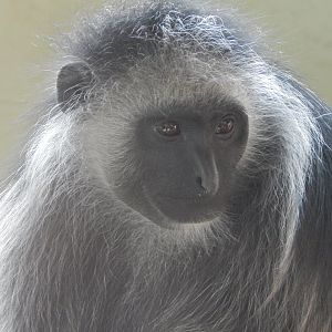 Monkey Heights - King colobus 240222