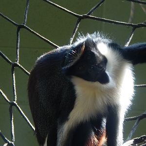 Monkey Heights - Diana monkey 240222