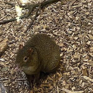 Monkey Heights - Azara's agouti 240222