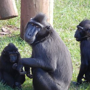 Monkey Heights - Sulawesi crested macaques 240222