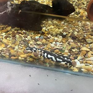 Amphibian Ark - Kaiser's Spotted newt 240222
