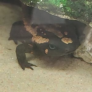 Amphibian Ark - Laos warty newt 240222