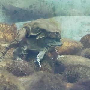 Amphibian Ark - Lake Titicaca frog 240222