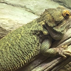 Central Bearded Dragon (Pogona vitticeps))