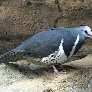 Wonga Pigeon (Leucosarcia melanoleuca)