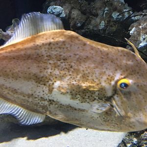 Orange Filefish (Aluterus schoepfii)
