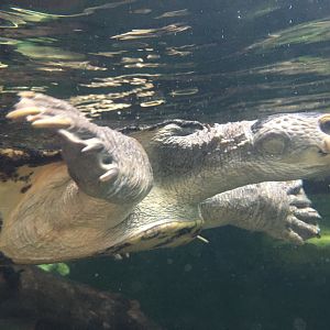 Irwin’s Turtle (Elseya irwini)