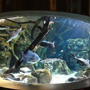Mixed Species River Tank, Global Rivers - Mar. 2022