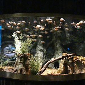 Red-bellied Piranha Tank, Global Rivers - Mar. 2022