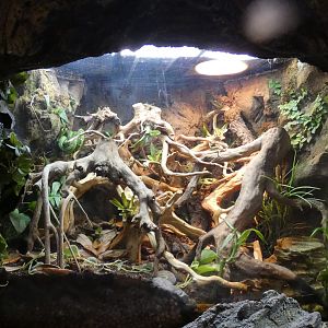 Emerald Tree Boa Terrarium, Global Rivers - Mar. 2022