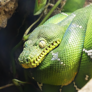 Emerald Tree Boa - Global Rivers - Mar. 2022