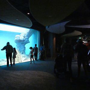 Global Rivers + Underwater North American River Otter Viewing - Mar. 2022