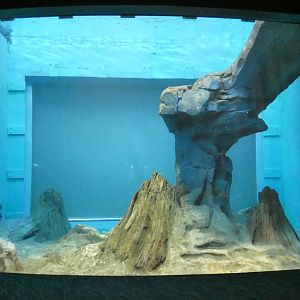 Underwater North American River Otter Viewing, Changing Rivers - Mar. 2022