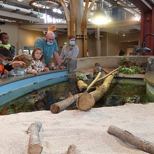 Open-toped Turtle Wetland Display, Changing Rivers - Mar. 2022