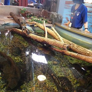 Open-toped Turtle Wetland Display, Changing Rivers - Mar. 2022